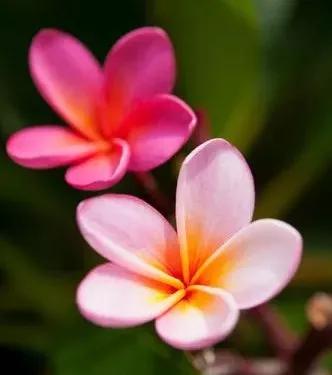 我想你了怎么办呀,我想你了怎么办高情商回答