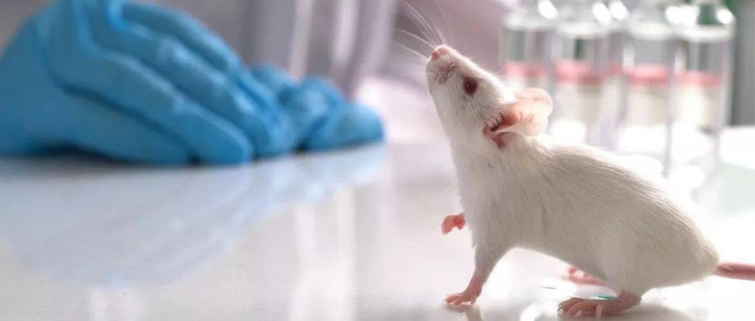 海洋动物体内的原肌球蛋白含量，是否会引起人体食物过敏？