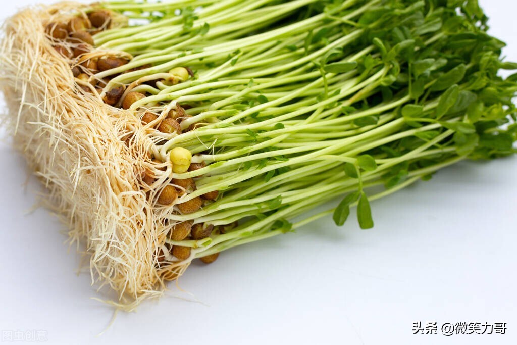 绿豆芽的发芽方法观察日记150字,绿豆芽的发芽方法观察日记