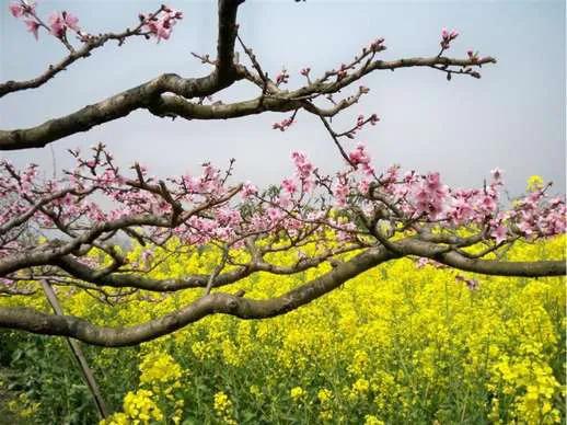 踏春赏花成都这些地方值得去看看,清明踏青成都一天来回的景点