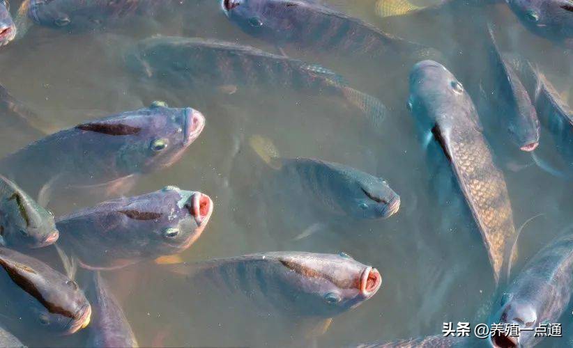 鱼塘缺氧草鱼全部浮头,白露劫最佳解毒方法