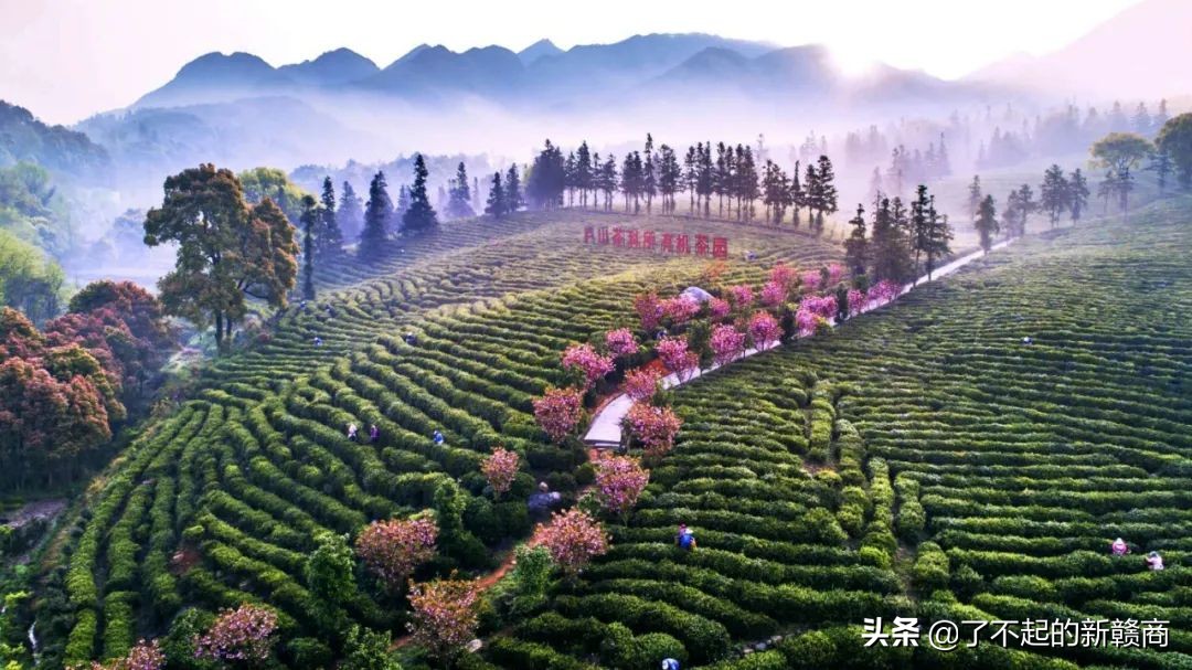 庐山云雾茶的六绝是什么,庐山六绝云雾茶