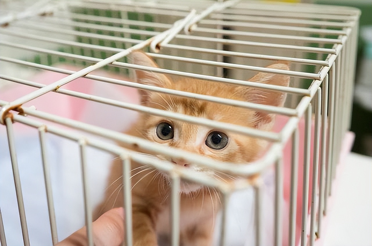 原来猫咪也害怕打针,原来猫咪也怕打雷