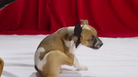 狗狗怎么预防肾脏疾病,狗狗吃什么才能预防疾病