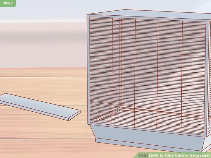 怎么照顾虎皮幼鸟,怎么照料小虎皮鹦鹉