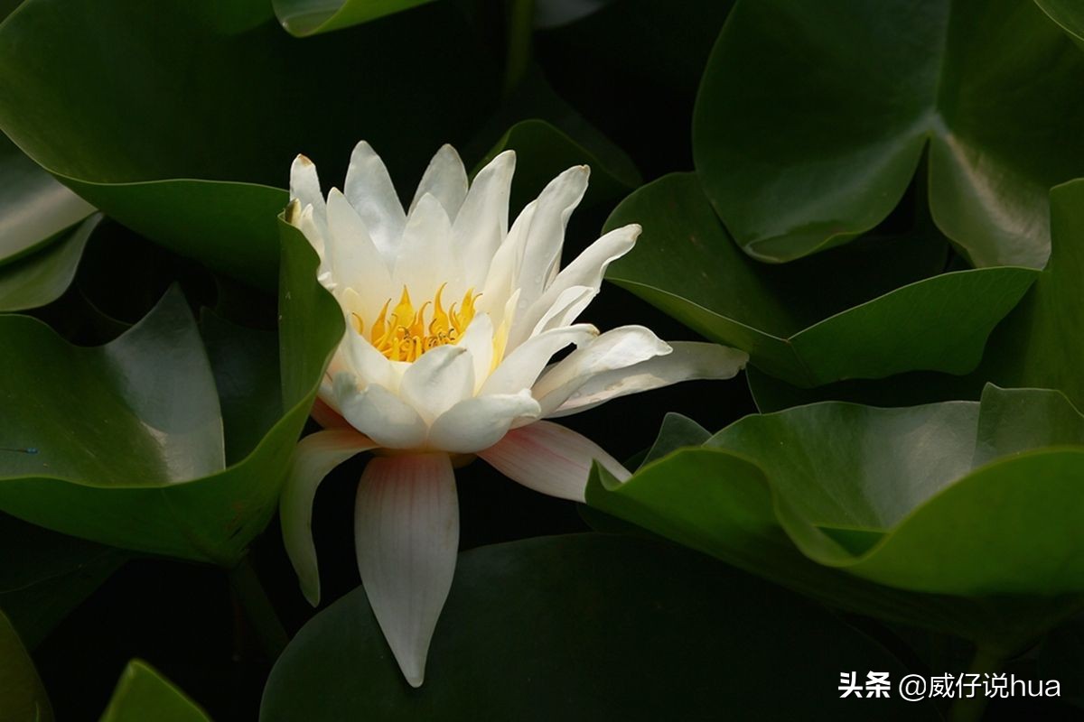 怎样让睡莲的缸清澈,虎斑睡莲爆缸