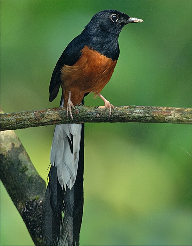 50张最佳鸟类摄影作品,鸟儿大全大图