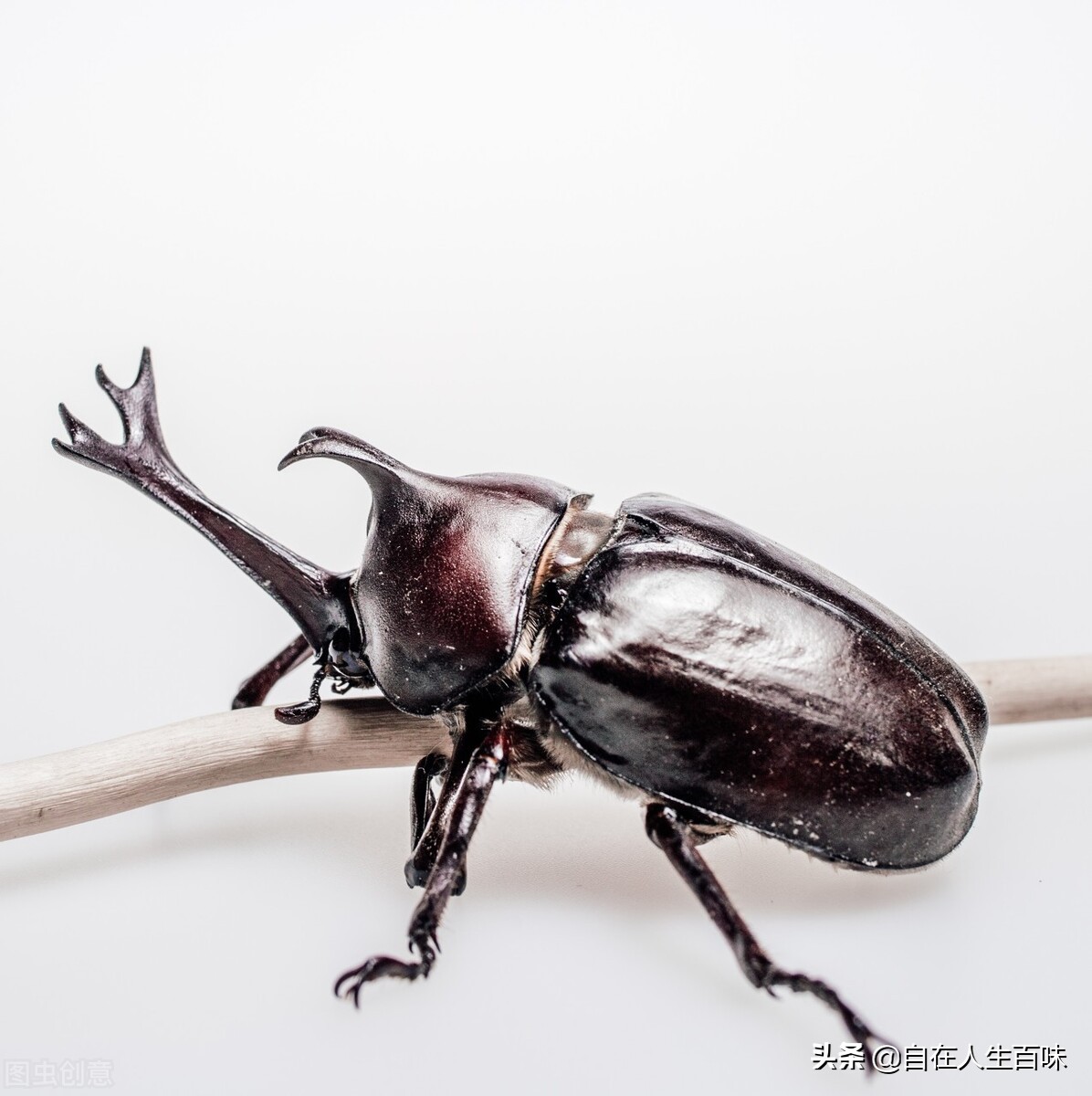 农村常见的虫子各叫什么名字,夏天家里最常见的虫子