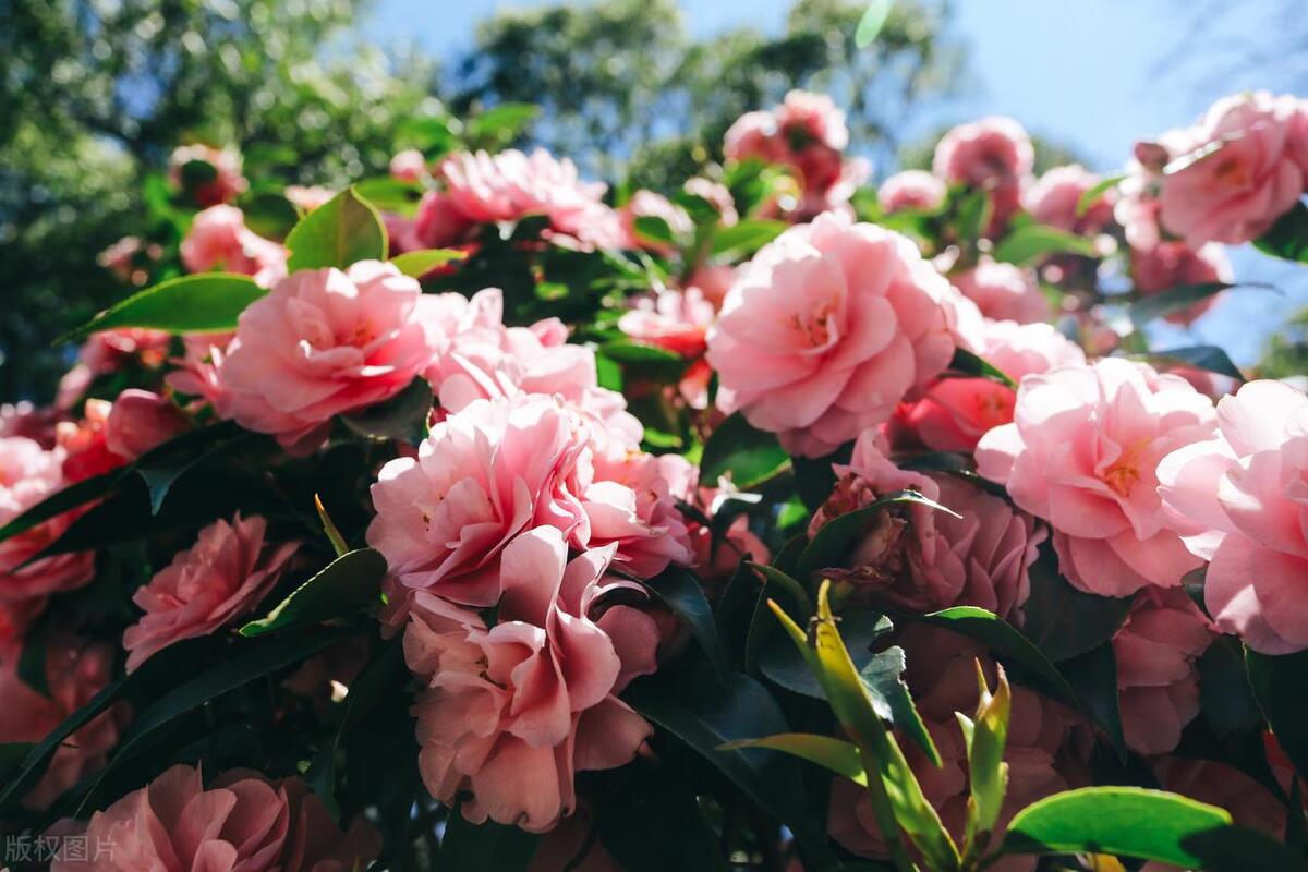 青岛鲜花店的成本,青岛鲜花店创业