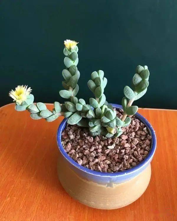 100种好看的多肉植物,50多种多肉品种大全