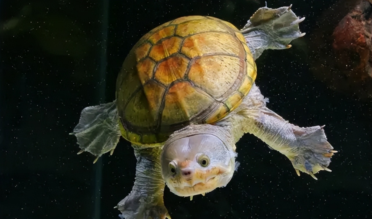 养龟腐皮是啥样的,腐甲腐皮的乌龟怎么治疗