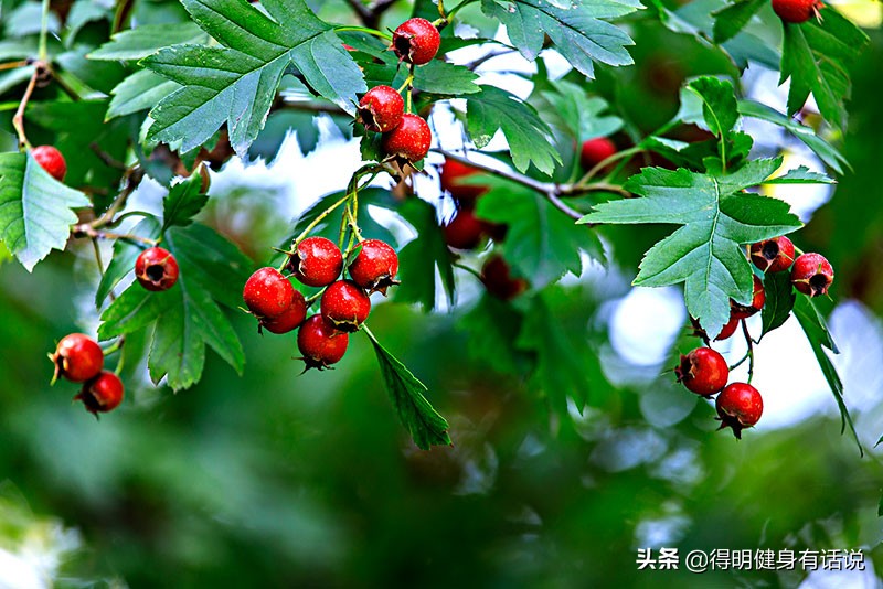 为什么吃山楂会消食,吃山楂真的可以开胃吗