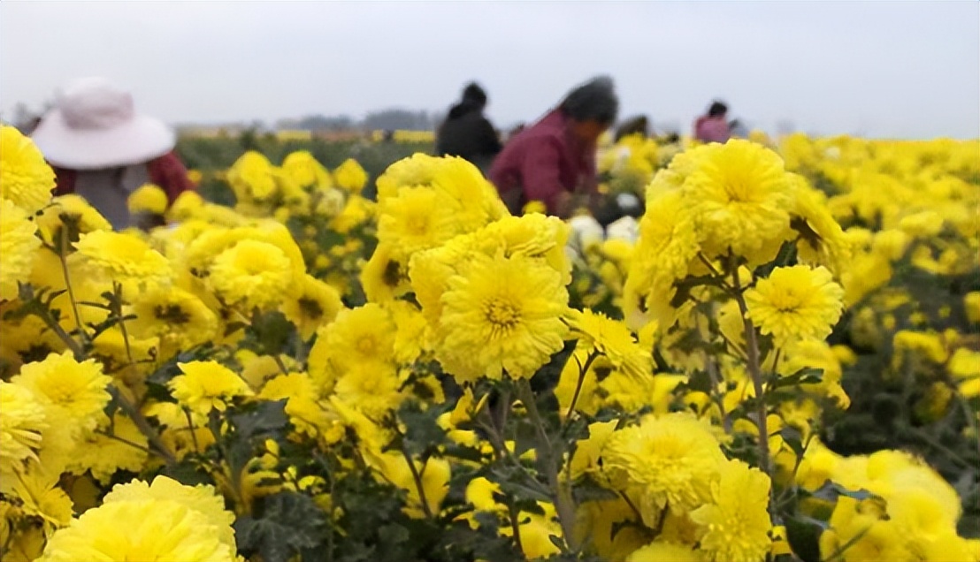 夏天多喝菊花茶排毒,夏天喝菊花茶降火么
