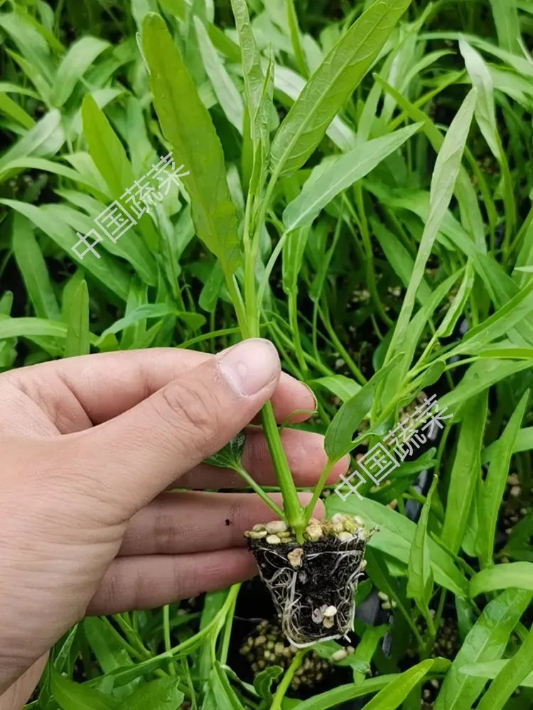 生菜香菜种子怎么种,生菜小葱小白菜香菜都怎么种植