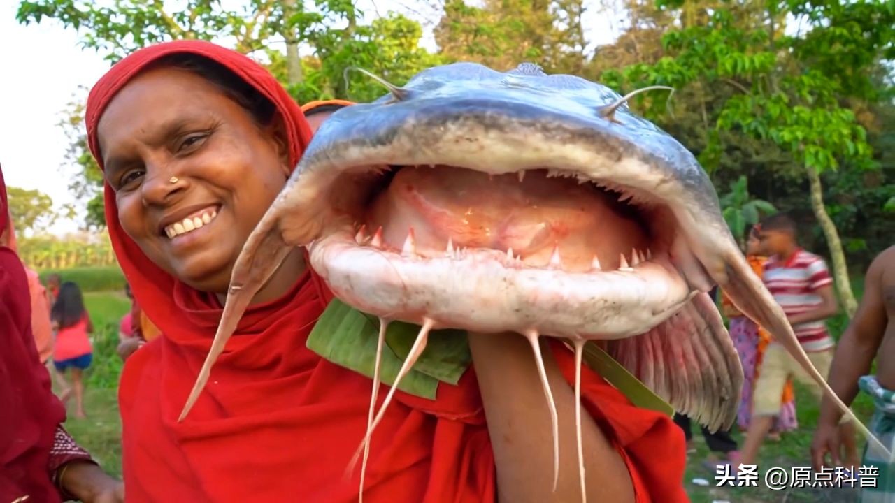 印度泛滥成灾的七大动物，自己不敢吃，想让中国当接盘侠