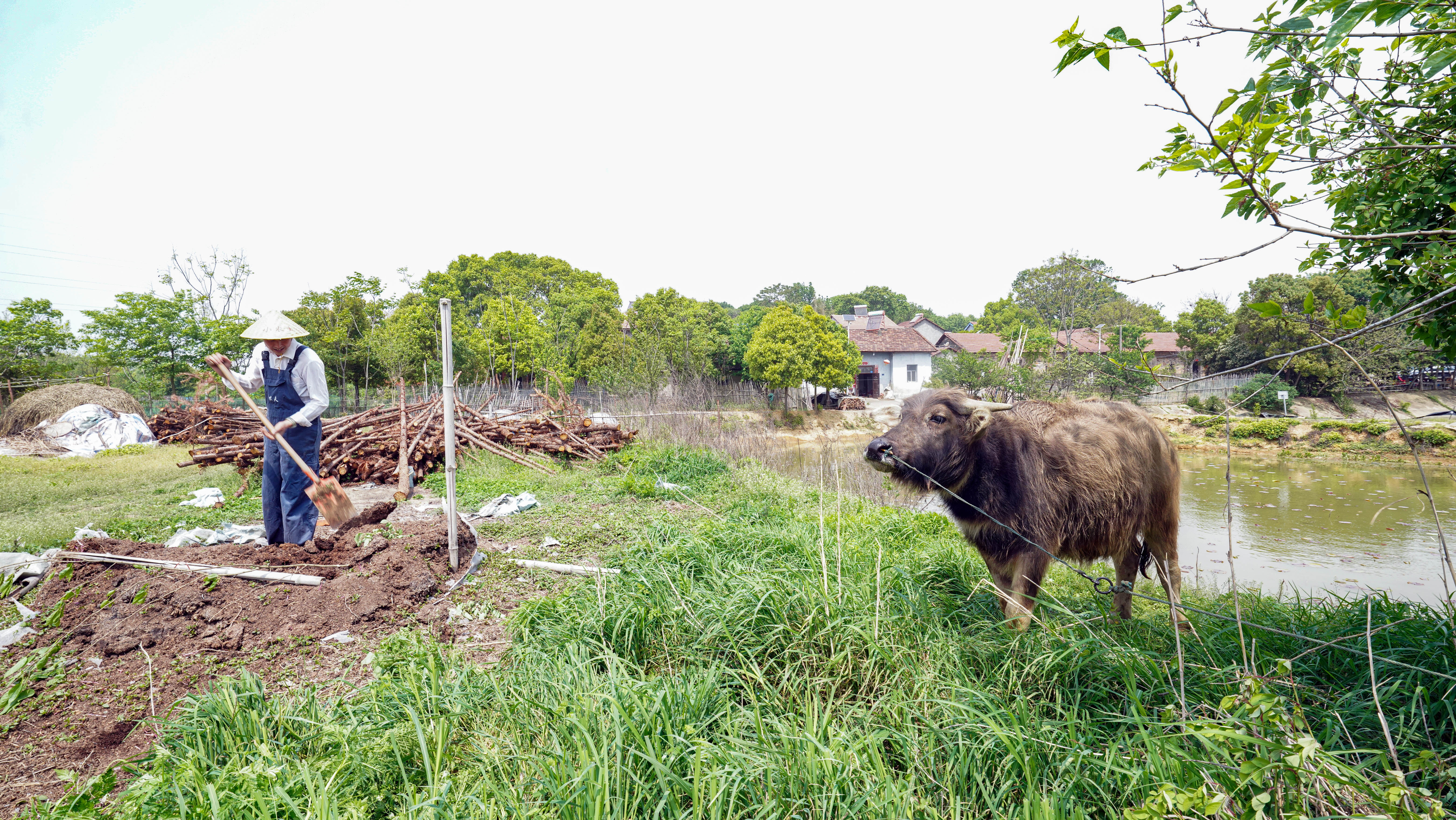 走近土专家|小农夫有大理想，他要种出更多好看好吃不用药的生态菜