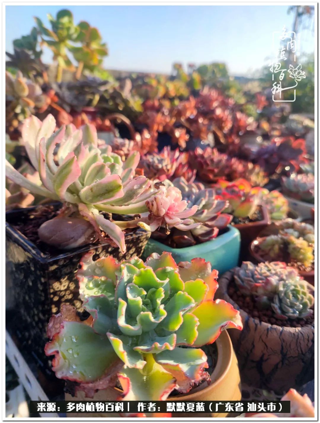 多肉虐我千百遍，我待多肉如初恋