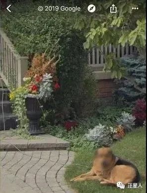 谷歌地图的狗狗,谷歌地图六条腿的狗