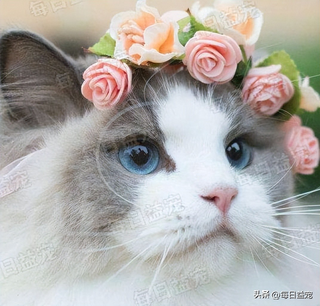 养了布偶猫感觉其他的猫丑,养了布偶猫后