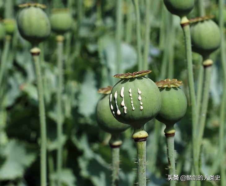 植物百科虞美人花,植物界七大类