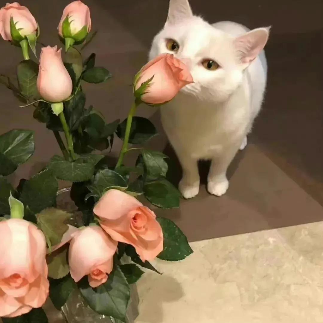 背景图优雅生活,生活随意的背景图高级感