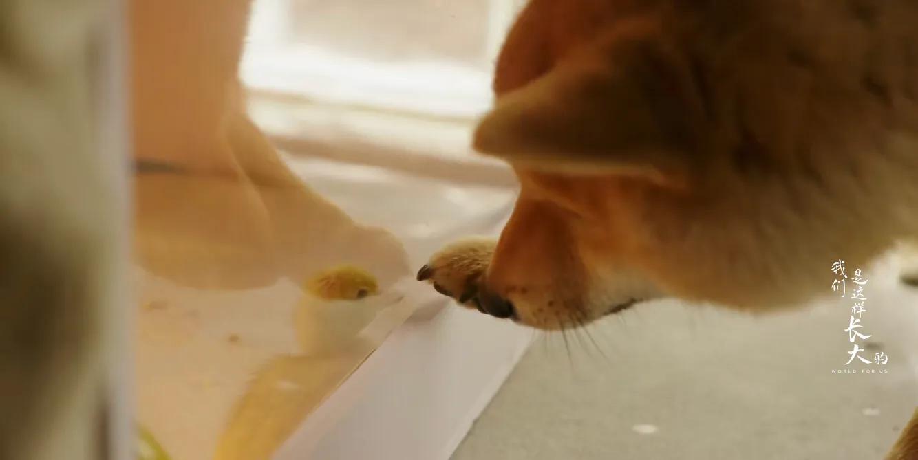 初来乍到请多安慰,初来乍到请多关照音频