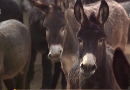 小伙三年养了4000头母驴，感情深厚一头也不卖，但一天还净赚4万