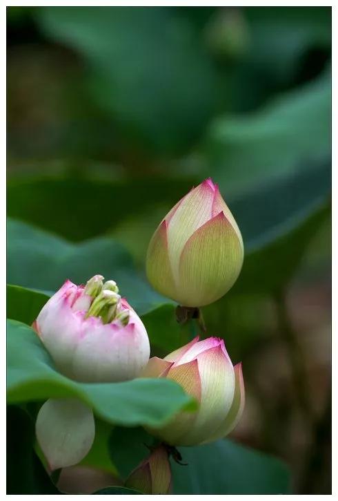 莲花图片大全唯美禅意心境,唯美莲花意境图片静心
