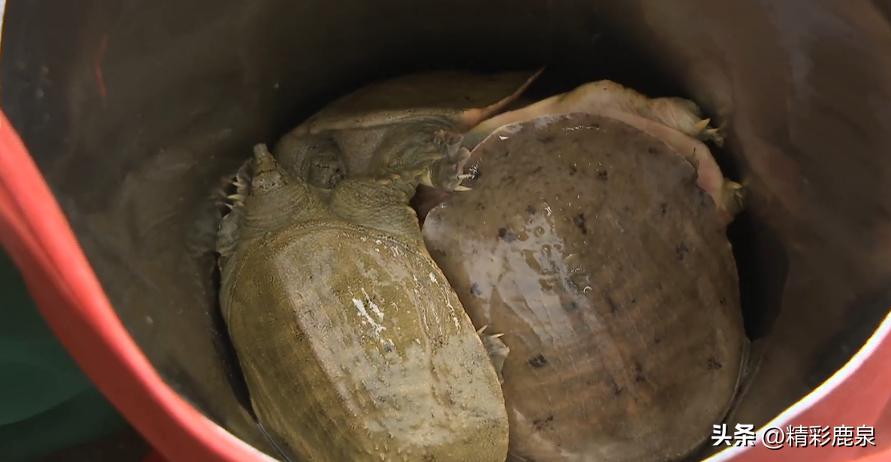 山海湖生态甲鱼养殖基地,河北石家庄甲鱼养殖