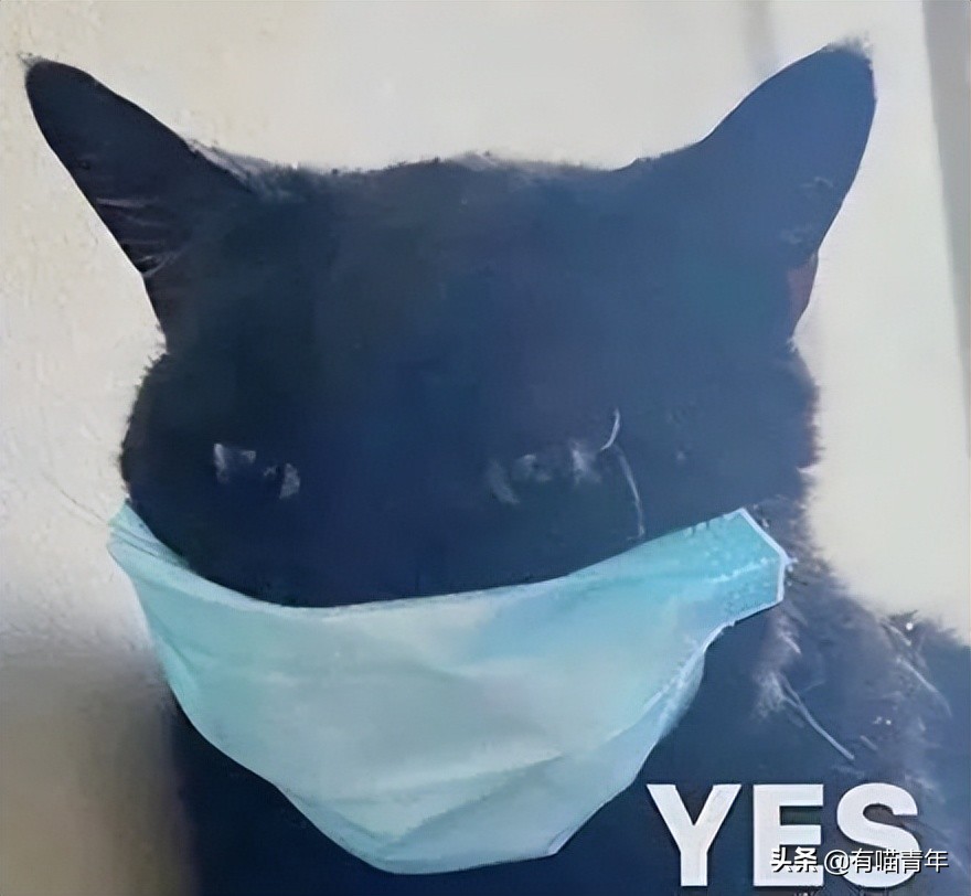 猫做核酸了么,猫核酸检测有必要做吗