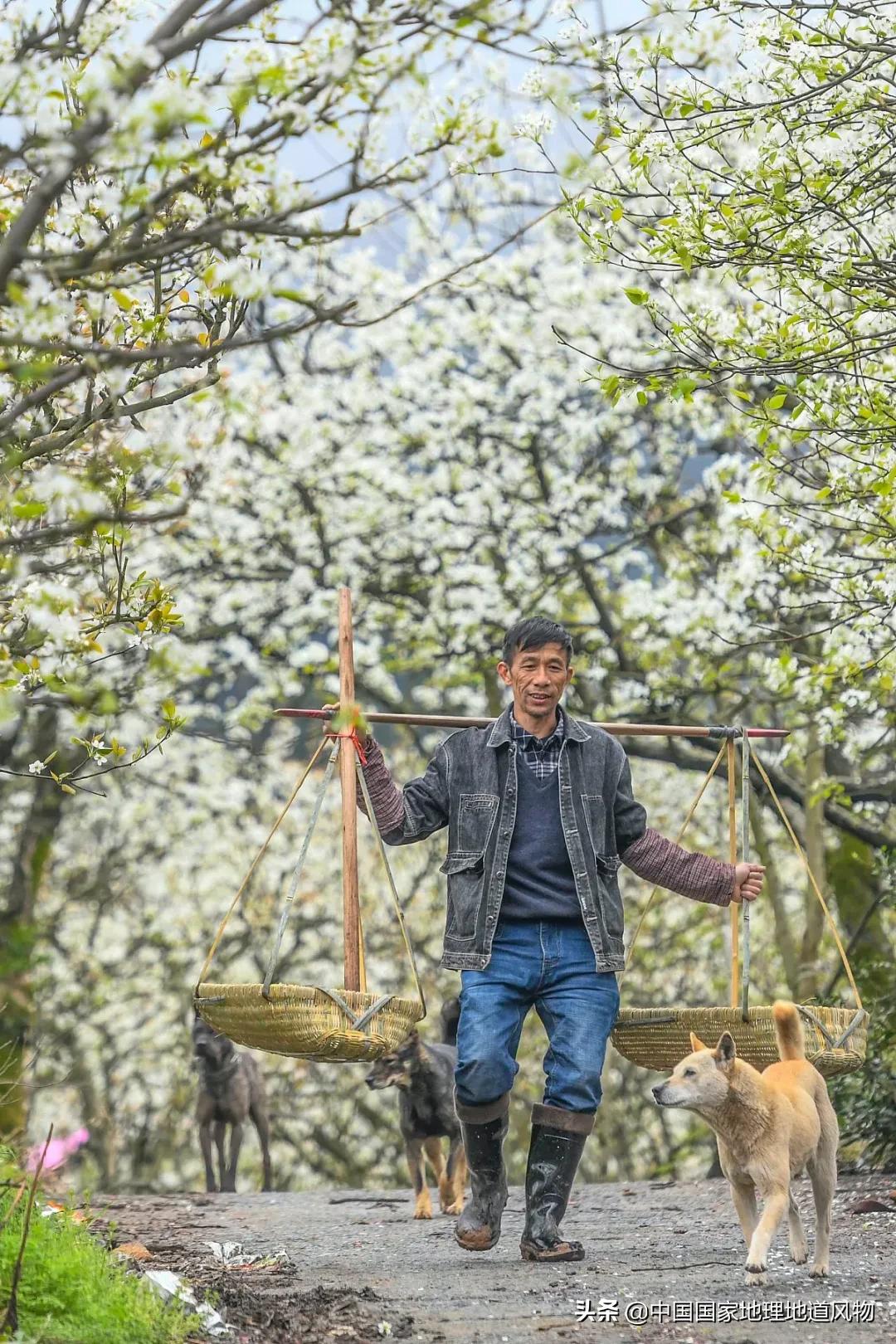 广西水果产量连续五年全国第一,广西和陕西谁才是水果第一大省