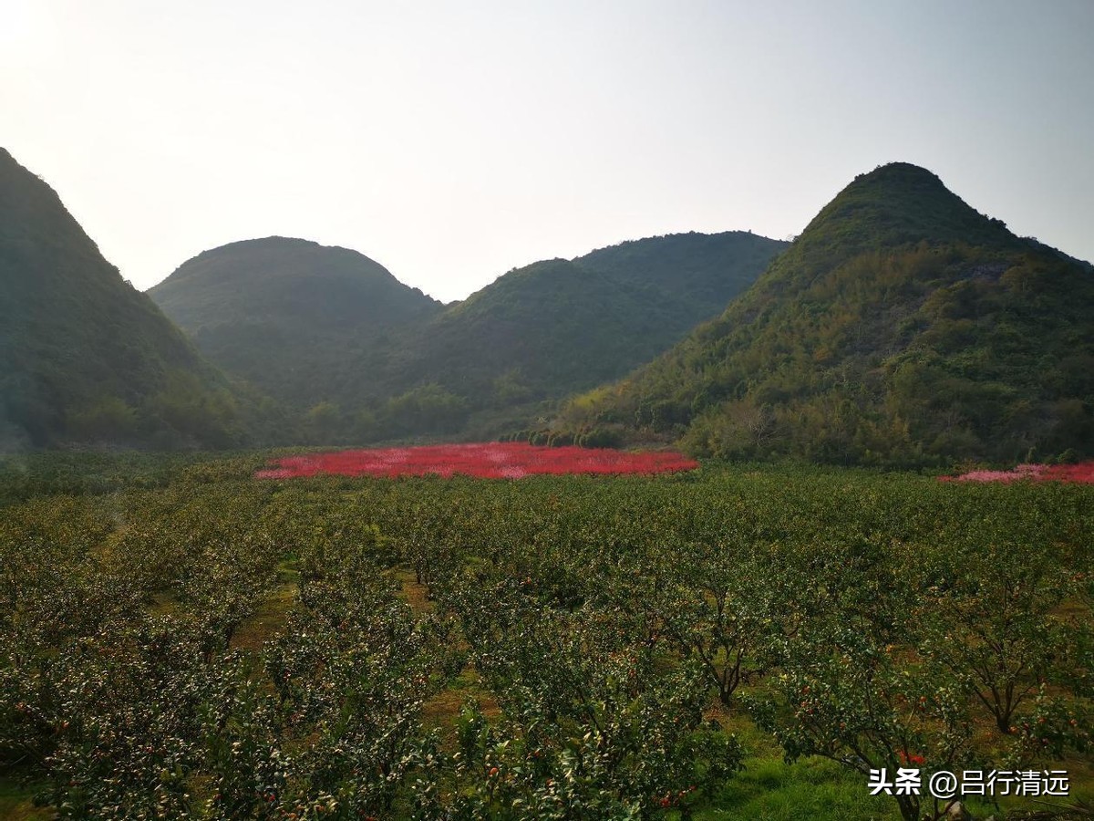 清远哪里有桃花树,广东清远阳山桃花源