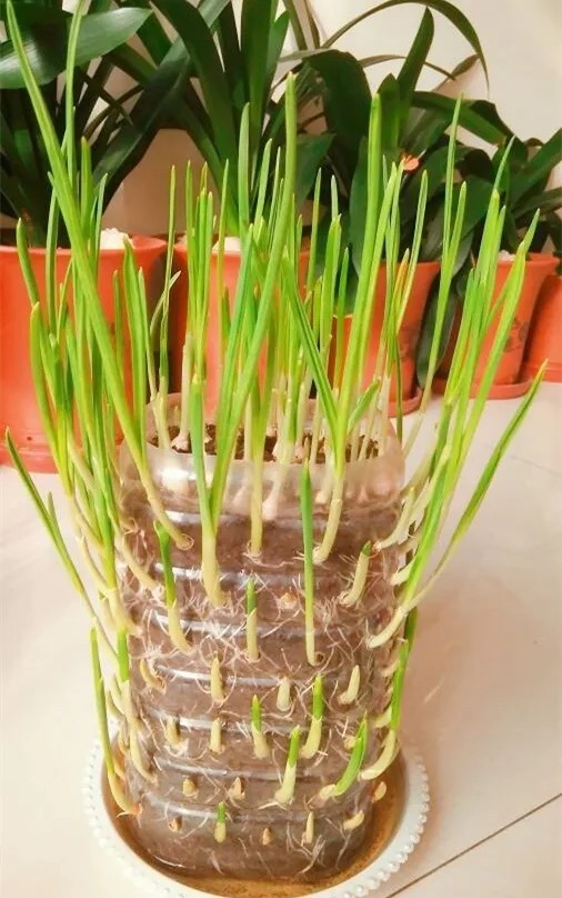 阳台种菜的方法和步骤,阳台种菜的技巧与方法