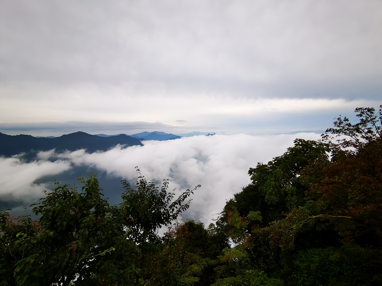 他因病入院，出院后，发现有人竟然将他日夜思念的爱猫杀死了