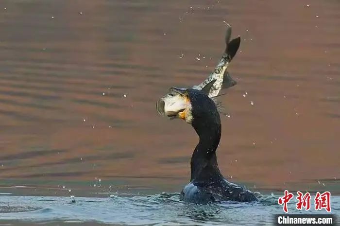 西湖“四大天王”三缺一，锦鲤也逃不出TA的嘴...