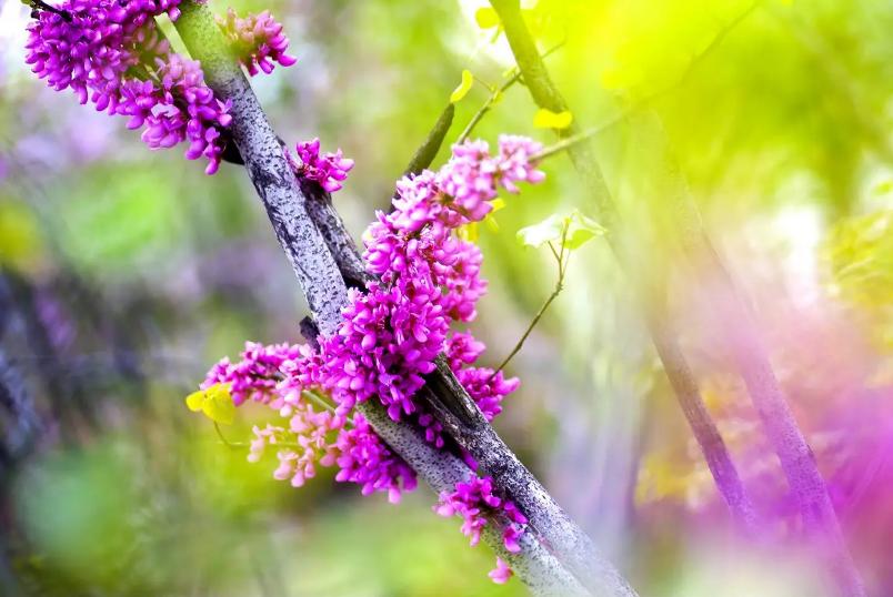 诗词一树杏花一树春全文,一树繁花优美诗句