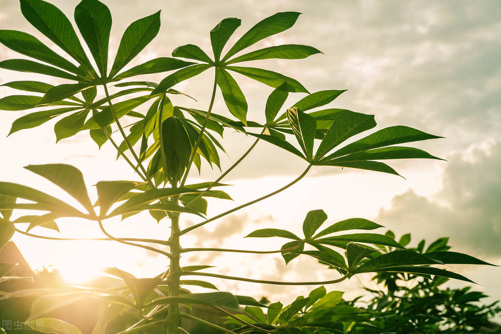 红薯粉条造假事件分析,315假红薯粉条