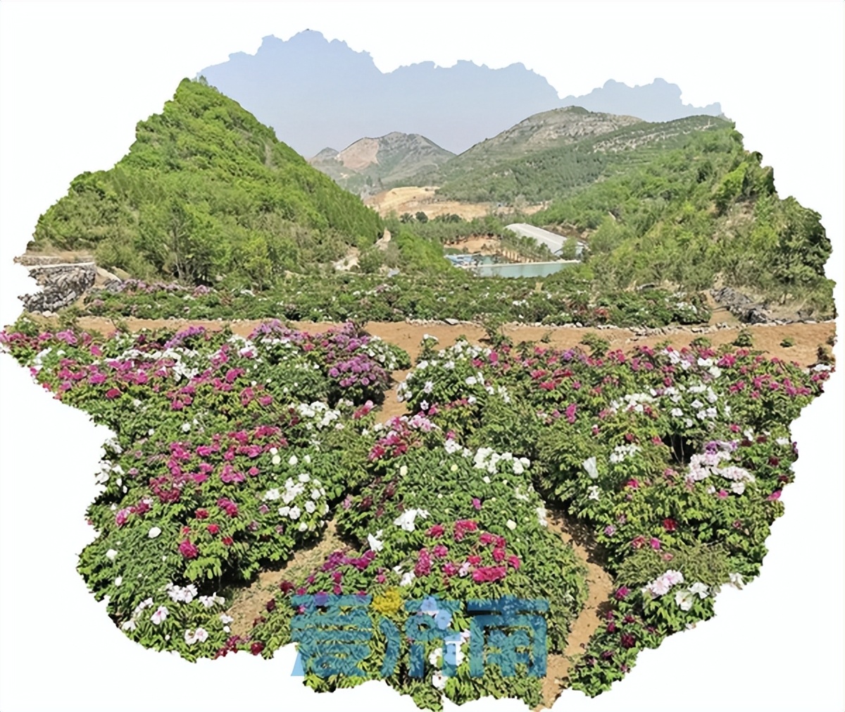 济南各区县如何破解流量密码，让“网红济南”长红？