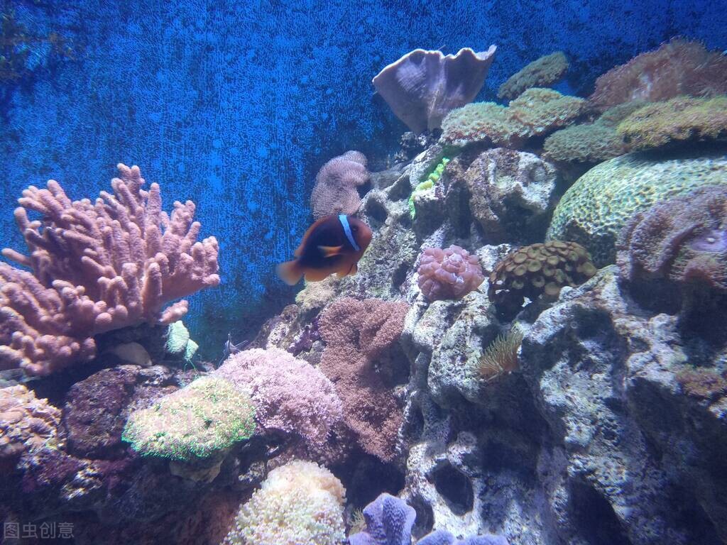 澳大利亚深海发现30种迷人生物,澳大利亚海洋发现最大动物