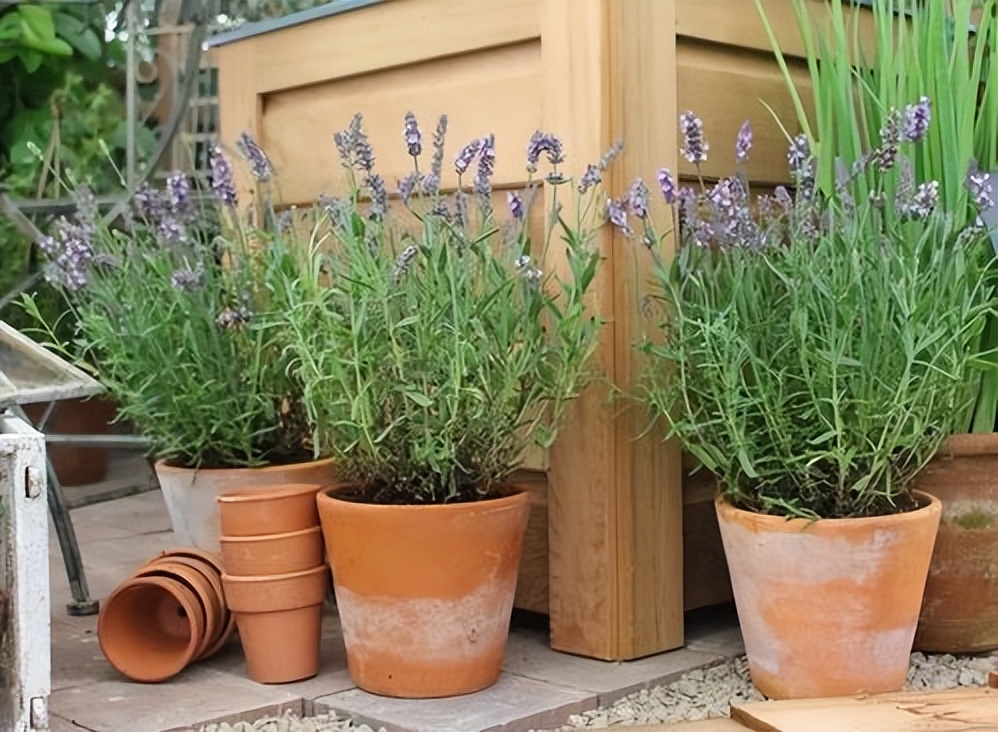 养花有小蚊虫用什么办法可以消灭,家里养花驱蚊虫小妙招