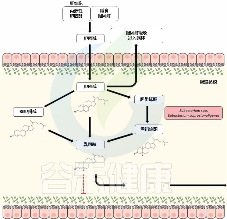肠道中主要的有益菌及其生理功能,肠道革兰阴性杆菌为优势菌群
