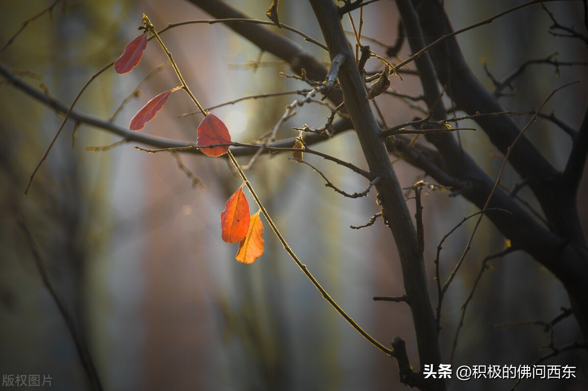裴玉娥与玉马的感情,裴玉娥的婚姻故事