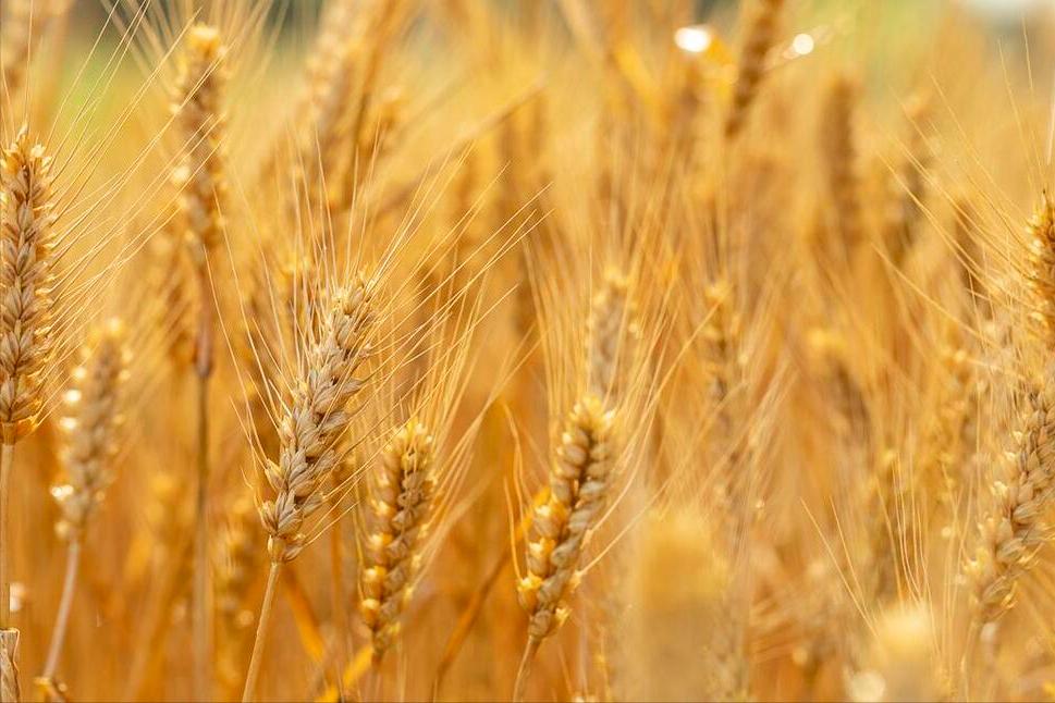 老话说“年景好不好，四月看八九”啥意思？八九指哪天？答案来了