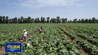 中国牛蒡种植基地,浙江东阳牛蒡种植