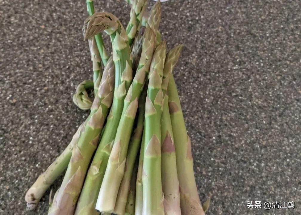 露笋高产吗,莴笋的种植方法和时间