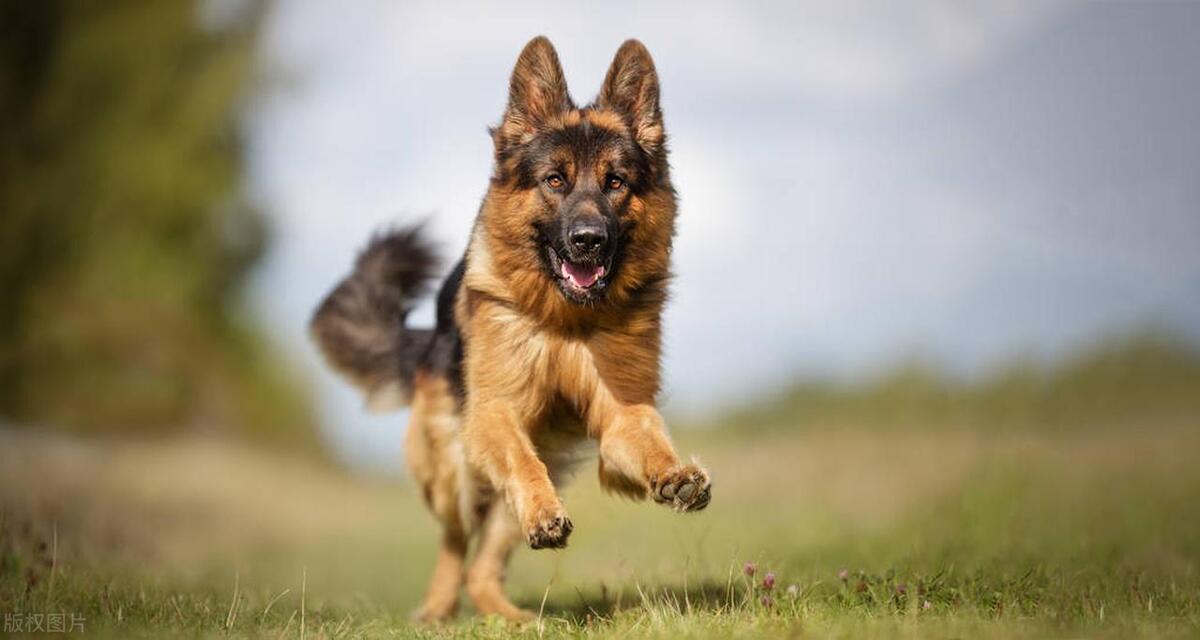 德国牧羊犬常见几种皮肤病,东德牧羊犬有哪些遗传疾病