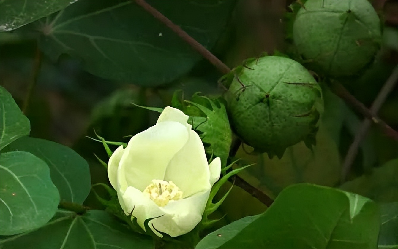 五谷杂粮食物图片大全大图,五谷杂粮图片大全大图真实