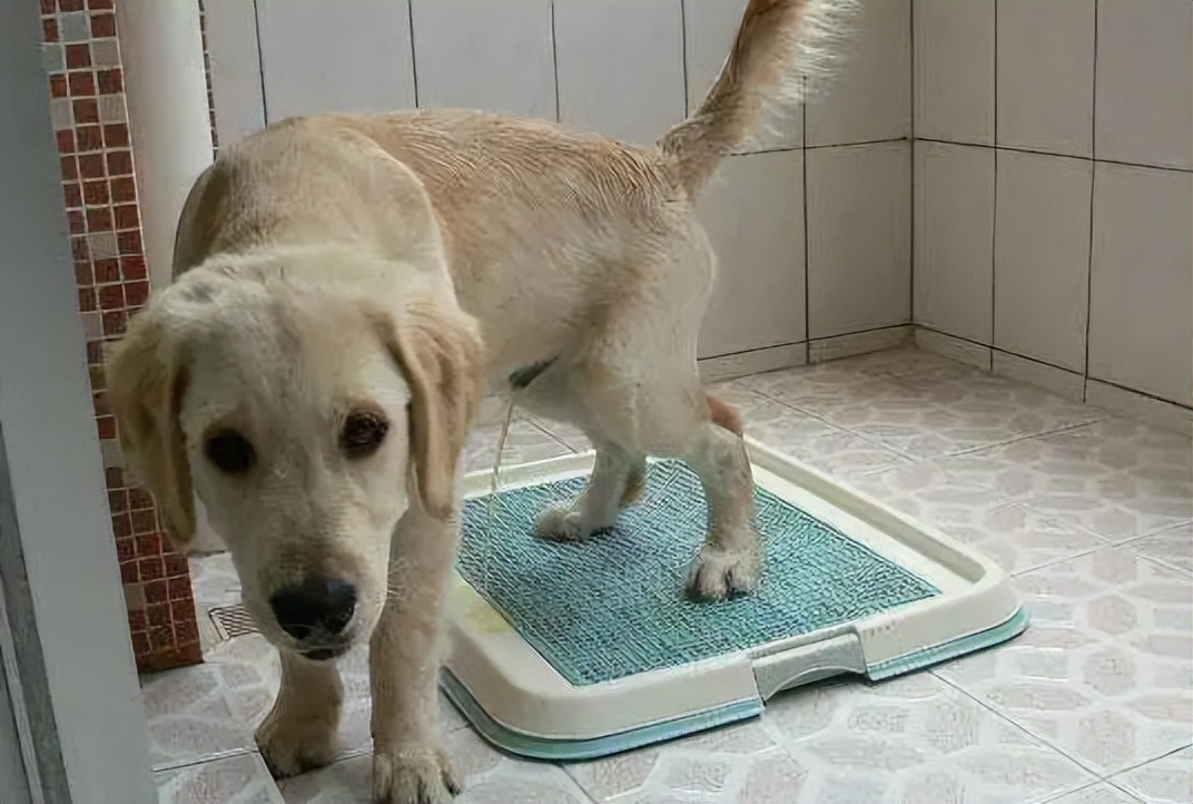 经常不遛狗会给主人带来什么祸害,不经常遛狗会怎样