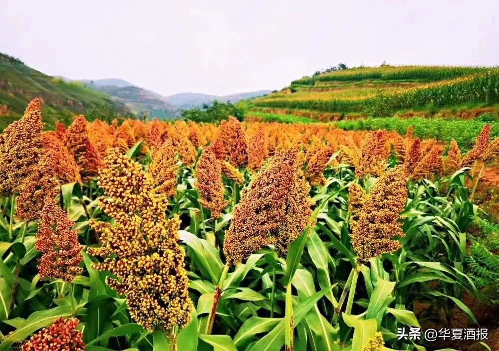 贵州匠王台53度收藏级多少钱一瓶,贵州匠王台53度酱酒收藏级