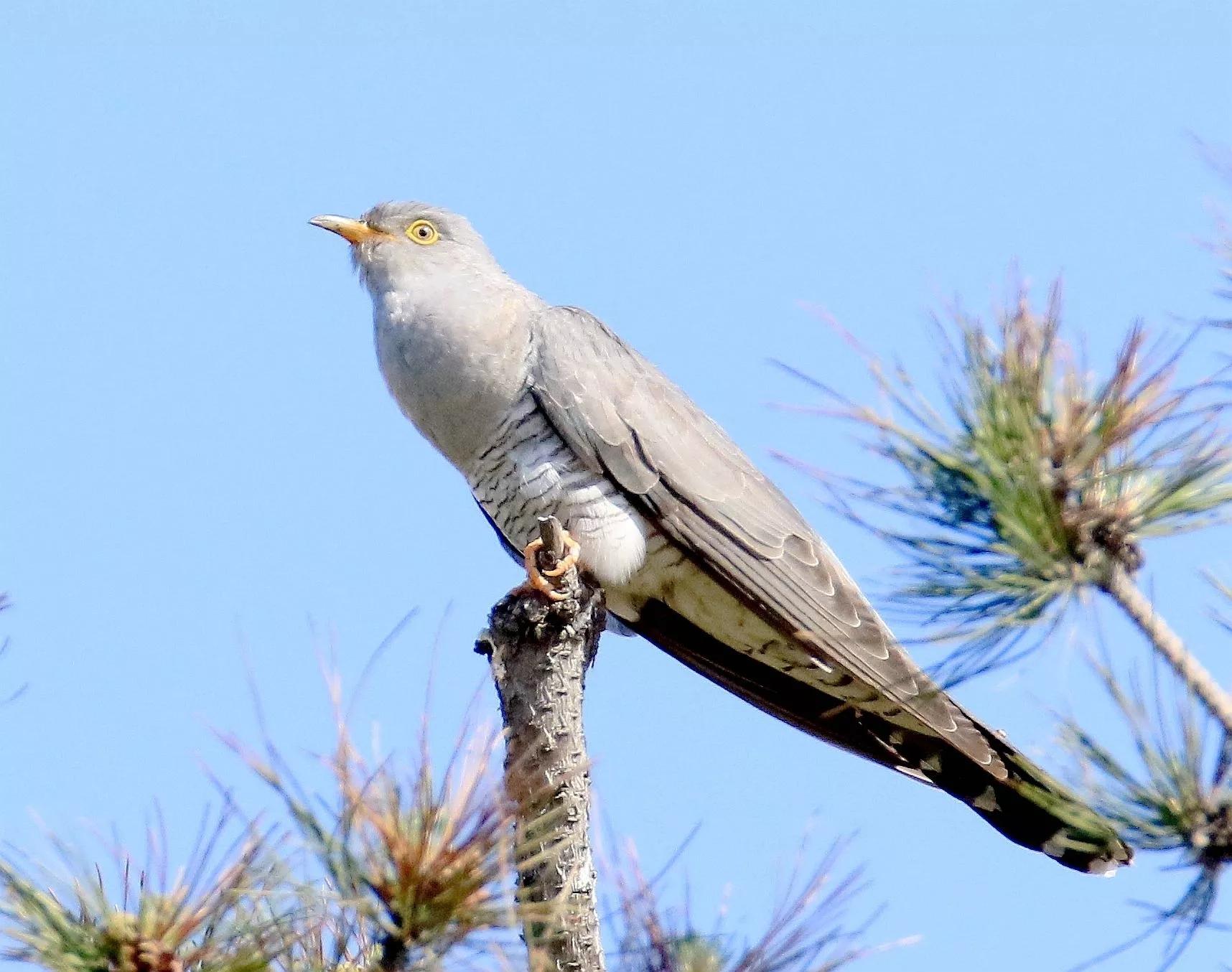 谷雨节气的含义是什么,谷雨节气介绍